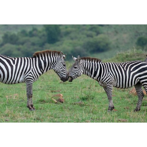 Hopkins, Cindy Miller 아티스트의 Africa-Kenya-Serengeti-Maasai Mara-Plains zebra aka common or Burchells zebra작품입니다.